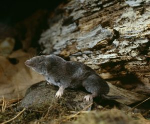 The Forest of S.T. Shrew — Background - Eunit