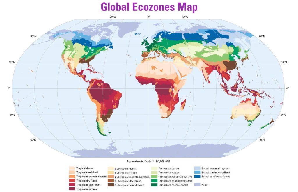 Global map showing all of the identified ecozones 