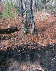 Soil Layers expose in tree bank