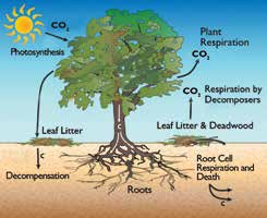 Diagram of a Tree's role in the Carbon Cycle