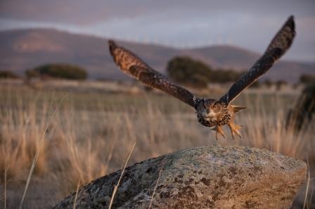 Owl mid flight