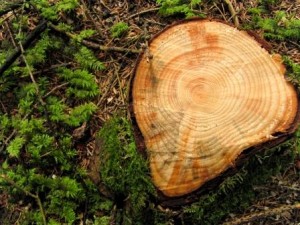 Cut pine tree stump, depicting the annual growth rings