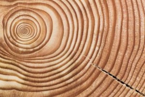 Close-up photo of a tree's annual growth rings, depicting both light and dark concentric circles