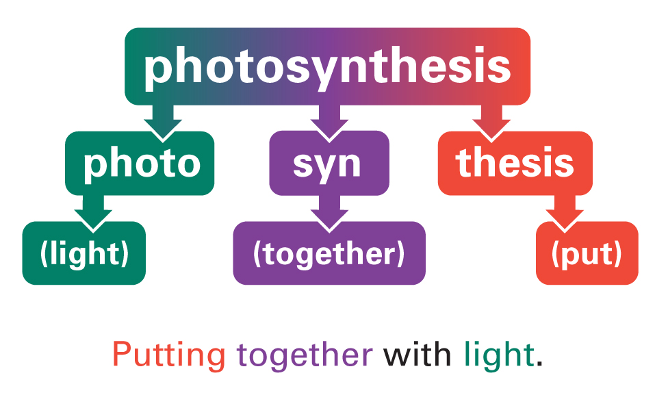 Break down of Photosynthesis Etymology