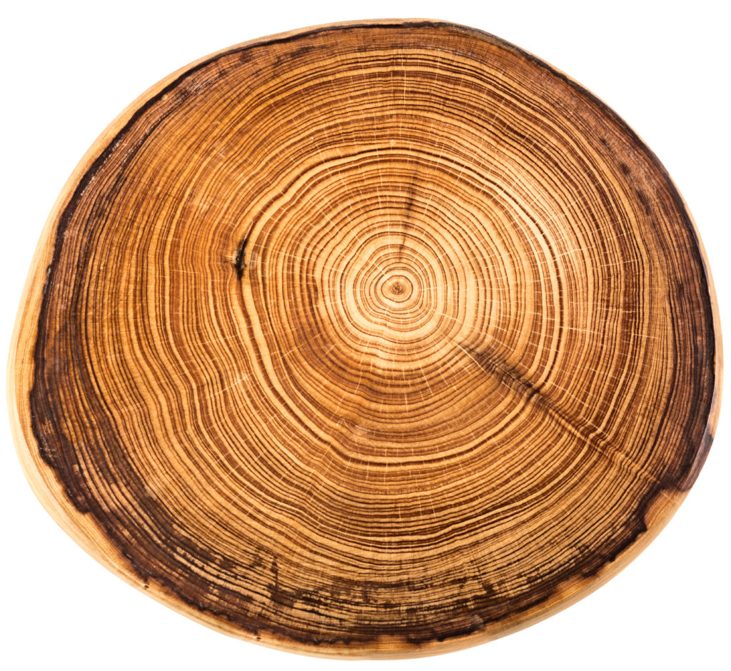 Image of a tree cross section showing age rings. Each ring tells a story about a year in the life of the tree it belongs to. 