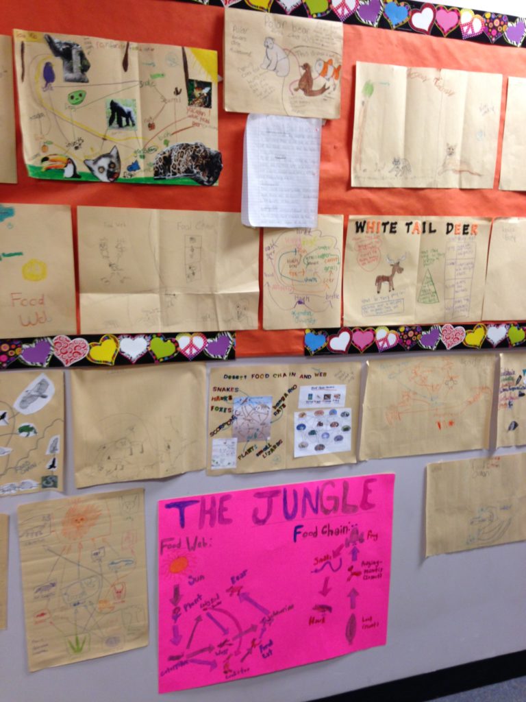 Multiple student created posters show students understanding of how their chosen animal interacted in the classroom food web. 