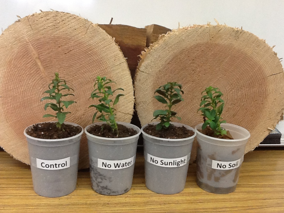 Four cups labeled as control, no water, no sunlight, and no soil. Each cup has a small plant of the same species. Students will being their investigations and measure differences between each of the cups. 