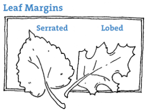 Leaf Margins